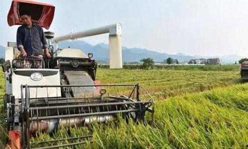 美国产粮如何收割视频,美国农场机械化收割玉米全过程揭秘