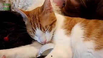 国产猫帅气视频大全,帅气视频大全集锦