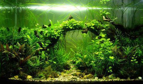 国产水草灯推介视频,打造水族箱生态之美，点亮绿色生活新风尚