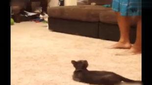 国产失误作死视频合集,笑料百出，揭秘日常生活中的意外瞬间